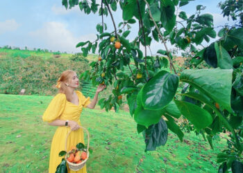 7 địa điểm hái hồng Đà Lạt cho bạn trải nghiệm thu hoạch đặc sản phố núi