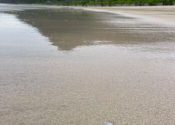 Rùa biển bạch tạng quý hiếm chào đời tại Côn Đảo